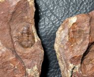 Asaphellus homfrayi (Salter, 1866)