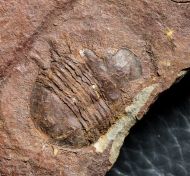 Asaphellus homfrayi (Salter, 1866)