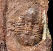Asaphellus homfrayi (Salter, 1866)