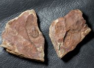 Asaphellus homfrayi (Salter, 1866)