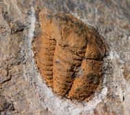 Porterfieldia punctata (Crosfield & Skeat, 1896)
