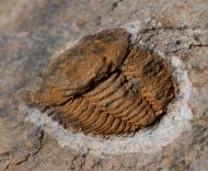Porterfieldia punctata (Crosfield & Skeat, 1896)