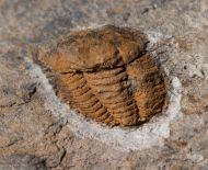 Porterfieldia punctata (Crosfield & Skeat, 1896)