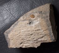 Porterfieldia punctata (Crosfield & Skeat, 1896)