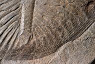 Ogygiocarella angustissima (Salter 1866)