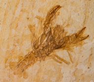 Pustulina minuta (SCHLOTHEIM, 1822)