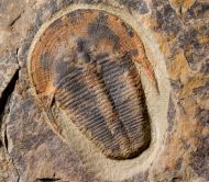 Harpides cf grimmi. (Barrande, 1872)