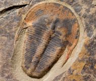 Harpides cf grimmi. (Barrande, 1872)