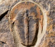 Harpides cf grimmi. (Barrande, 1872)