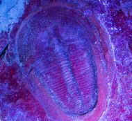 Harpides cf grimmi. (Barrande, 1872)