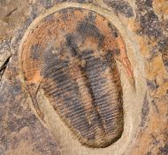 Harpides cf grimmi. (Barrande, 1872)