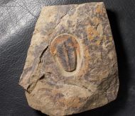 Harpides cf grimmi. (Barrande, 1872)