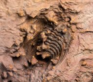 Leonaspis burketti Viersen et al, 2015