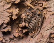 Leonaspis burketti Viersen et al, 2015