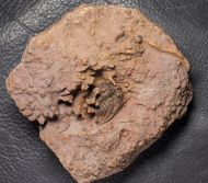 Leonaspis burketti Viersen et al, 2015