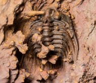 Leonaspis burketti Viersen et al, 2015