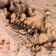 Leonaspis burketti Viersen et al, 2015