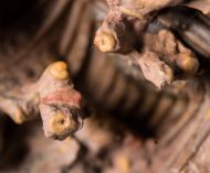 Leonaspis burketti Viersen et al, 2015