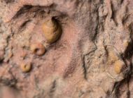 Leonaspis burketti Viersen et al, 2015