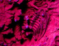 Leonaspis burketti Viersen et al, 2015