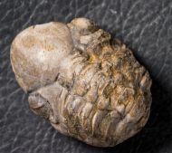 Reedops decorus (Corda & Hawle, 1847)