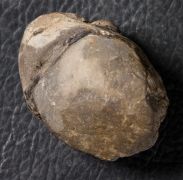 Reedops decorus (Corda & Hawle, 1847)