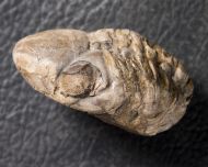 Reedops decorus (Corda & Hawle, 1847)