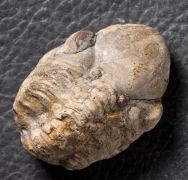 Reedops decorus (Corda & Hawle, 1847)