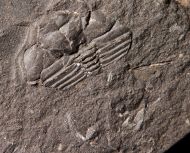 Raphiophorus roualti (Barrande, 1852)