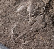 Raphiophorus roualti (Barrande, 1852)