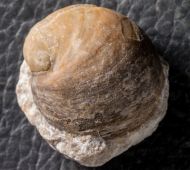 Praenatica naticoides (Roemer, 1852)