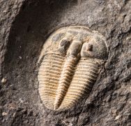 Aulacopleura konincki (BARRANDE, 1846)