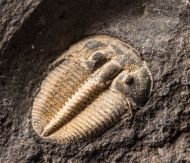 Aulacopleura konincki (BARRANDE, 1846)