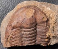 Germaropyge germari (Barrande, 1852)