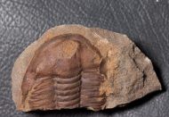 Germaropyge germari (Barrande, 1852)