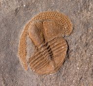 Deanaspis goldfussi (BARRANDE, 1846)