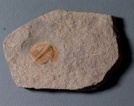 Deanaspis goldfussi (BARRANDE, 1846)