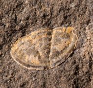 Scharyia wenlockiana Pribyl,1967