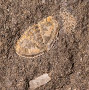 Scharyia wenlockiana Pribyl,1967