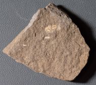 Scharyia wenlockiana Pribyl,1967