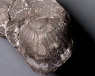 Paralejurus brongniarti (Barrande, 1846)