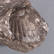 Paralejurus brongniarti (Barrande, 1846)