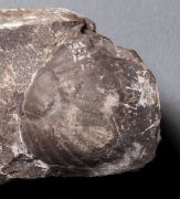 Paralejurus brongniarti (Barrande, 1846)