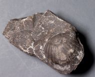 Paralejurus brongniarti (Barrande, 1846)