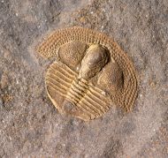 Deanaspis goldfussi (BARRANDE, 1846)