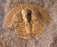 Deanaspis goldfussi (BARRANDE, 1846)