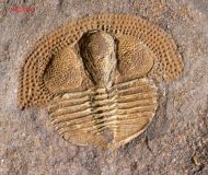 Deanaspis goldfussi (BARRANDE, 1846)