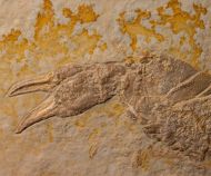 Eryma punctatum Oppel, 1861