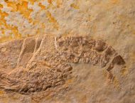 Eryma punctatum Oppel, 1861