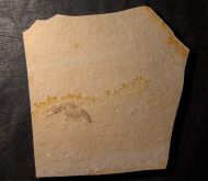 Eryma punctatum Oppel, 1861